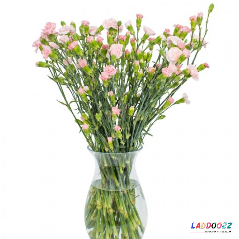 Pink Spray Carnations for Home or Office
